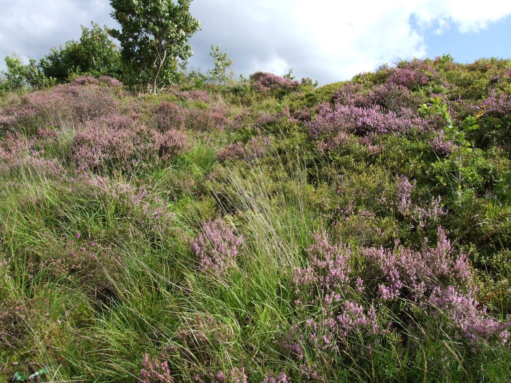 Heathland (c) NPTC